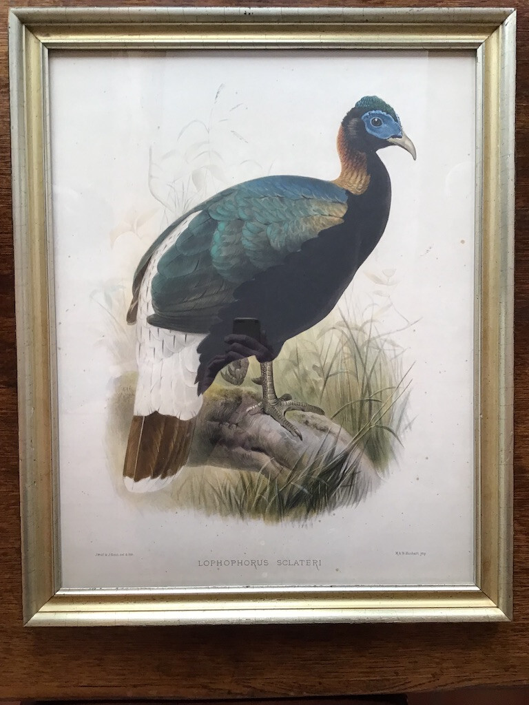Framed antique hand-colored bird print of a Sclater's Monal of D. G. Elliot