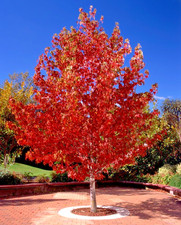 Liquidambar Styraciflua - Sweet Gum Tree - 2Ltr Pot Large XXL Premium Deciduous