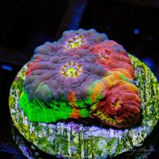 (Q4) Jellybean Chalice - WYSIWYG Live Coral Frag
