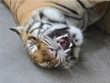 Roaring Smiling Sleepy Tiger Cute Cat Poster Print Paper OR Wall Vinyl
