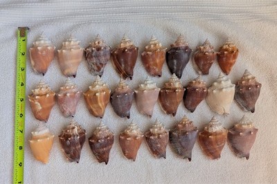 25 Large Florida Fighting Conch Shells Found in Southwest Florida