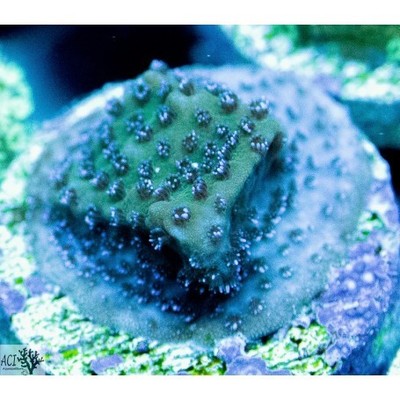 ACI Cultured Wintergreen Montipora (3/4'' - 1'') - SAQ Coral Farm