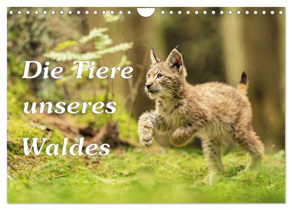 "Calendar 2027 · US Version · The Animals Of Our Forest (Wall Calendar 2027 12\" ×"-image