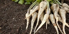 All American Parsnip Seeds, NON-GMO, Variety Size Packets, FREE SHIPPING