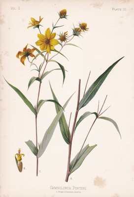 Porter's sunflower Stone Mountain daisy flower Blume Botanik botany Lithographie