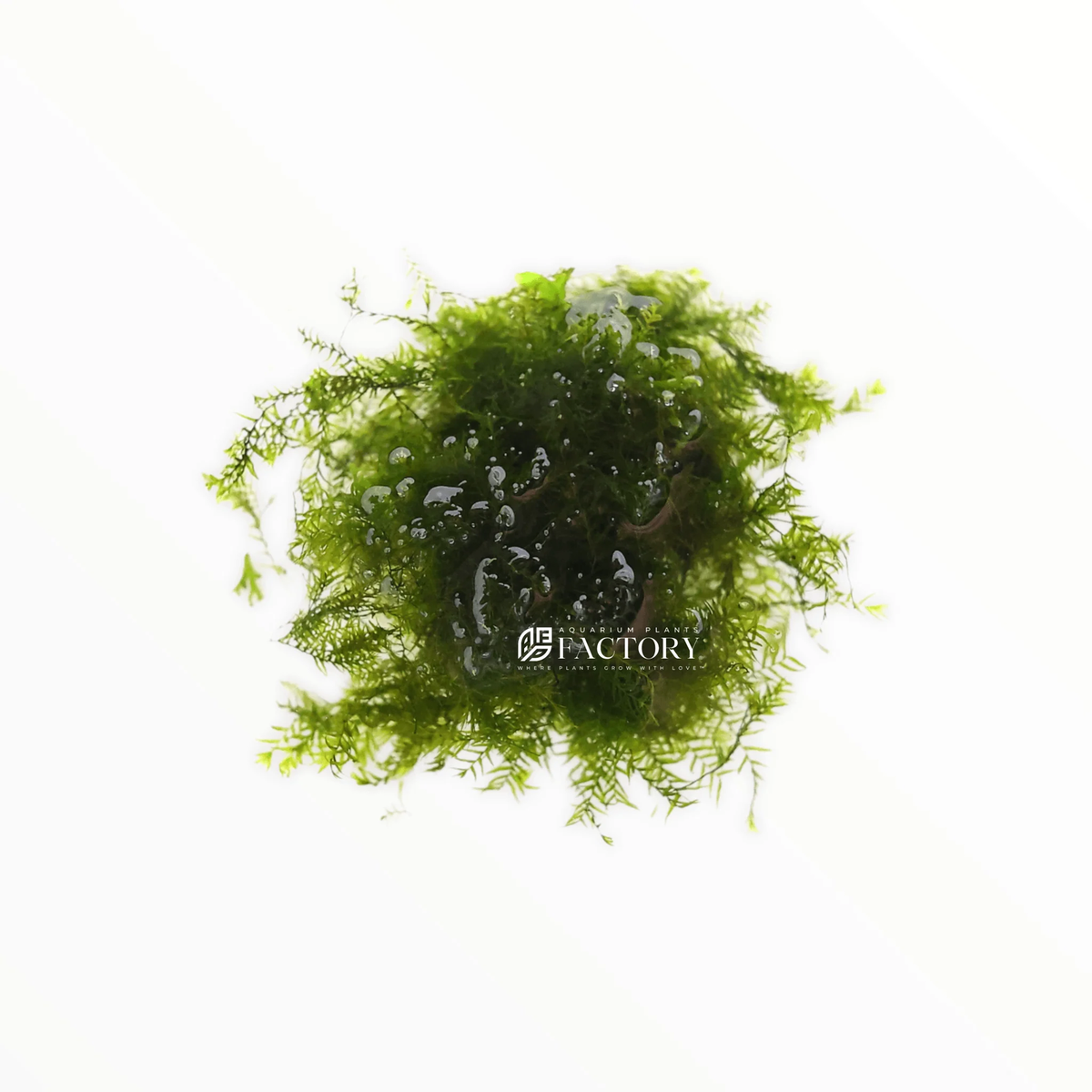 Fissidens Fontanus / Phoenix Moss | Aquarium Plants Factory® | eBay