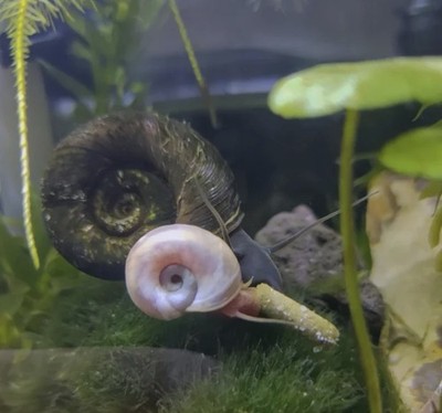 Freshwater Aquarium Snails Tropical Beginner Friendly. You will get 8+!