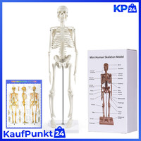 Menschliches Skelett Modell 45 Cm FüR Anatomie, Bewegliche Arme Und Beine