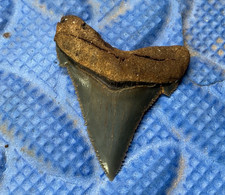1.45 inch high quality Angustidens shark tooth fossil from SC