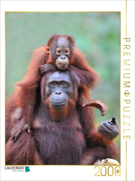 "Calvendo Puzzle An Image From The \"Orangutans Of Borneo\" Calendar | 2000 Pieces,"-image
