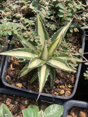 RareSucculent Plant Agave Horrida Variegate white WYSIWYG