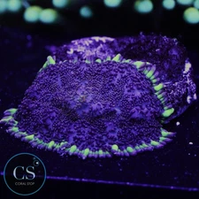 CS MIDNIGHT EMBERS MUSHROOM - WYSIWYG LIVE CORAL