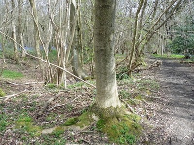 Foto A2 The North Downs Way in Westfield Wood Kit's Coty c2016