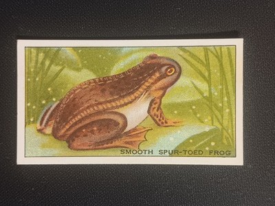 1928 B. Morris & Sons Cigarette Tobacco London Zoo Aquarium Smooth SpurToed Frog