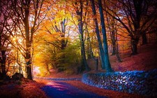 Landscape fall trees road outdoors fallen Custom Gaming Mat Desk