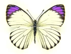 Unmounted Butterfly/Pieridae - Colotis ione, M, Tanzania