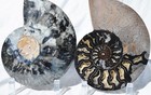 Large Black Ammonite Pair Crystals 110myo Dino Age Fossil XXL 174mm 6.9" 9544ee — photo 6