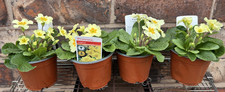 4 x Wild Primula Primrose Vulgaris Flowering Bedding Plants Borders