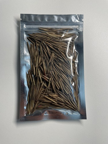 500+ MOSO Bamboo Seeds. Giant Phyllostachys edulis. USA Seller, Fast Shipping - Picture 4 of 4