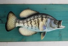 Crappie Hand Painted 15" Replica Wall Mount 3-D Fishing Decor Gift Fresh Water 