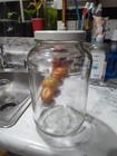 2 One Gallon Wide Mouth Glass Jars With Lids
