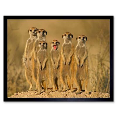 Suricate Meerkat Family Mongoose 12X16 Inch Framed Art Print