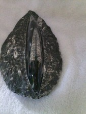 Polished Nautiloid Fossil Specimen in Rock Matrix, Orthoceras Type
