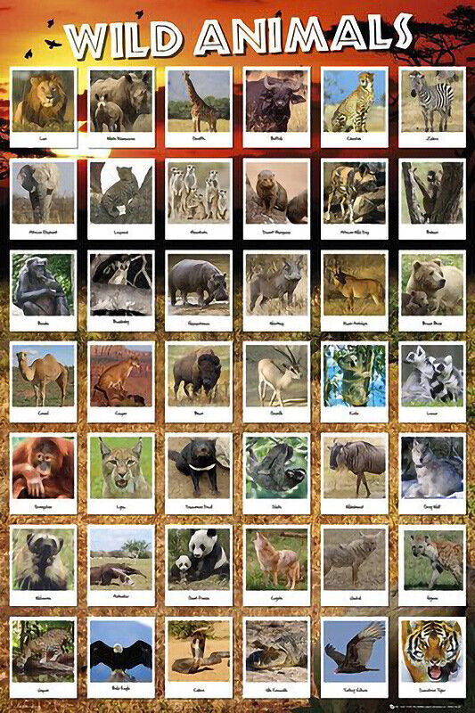 WILD ANIMALS - EDUCATIONAL CHART POSTER (61x91cm) NEW WALL ART PICTURE PRINT