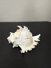 Ramose Murex shell, also known as a Branched Murex or Chicoreus ramosus