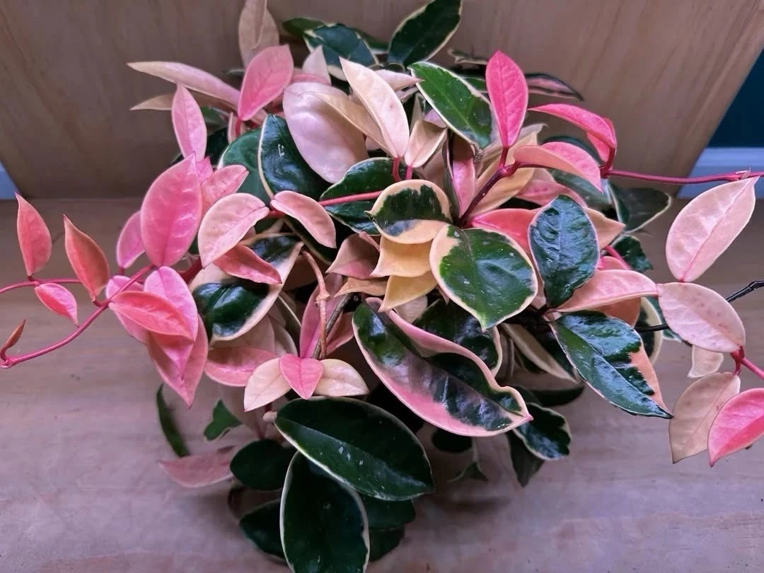 hoya Crimson Queen plant