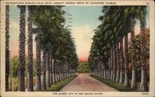 Washingtonia Robusta Palm Drive St Augustine Florida cartolina d'epoca v482