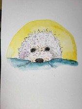 Bicon Frise in pen and watercolour. A4 size print. Unframed. Signed.