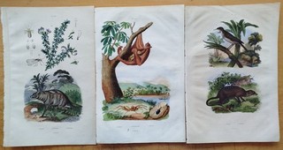 Flying Dog Hyena etc 3 Prints Guerin Natural History 1834 (B)