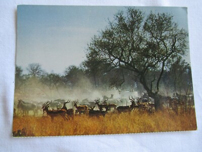 VINTAGE POSTKARTE, ''''SPIEL REICHLICH IM KRÜGER-NATIONALPARK, SÜDAFRIKA''''.