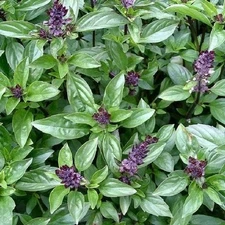 Cinnamon Basil Seeds Non-Gmo Ocimum basilicum, Herb Seeds, Shipped with Tracking