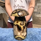 12.9LB Natural Septarian Dragon quartz Crystal mushroom Mineral Specimen Healing — photo 6