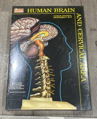 Renwal Human Brain & Cervical Anatomy Model Assembly Kit Unbuilt - New ...