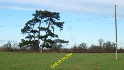 Photo 6x4 Three Scots Pines Up Hatherley In pasture land to the north of  c2014