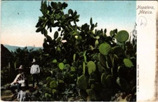 PC CPA MEXICO, NOPALERA, CACTUSES, VINTAGE POSTCARD (b11124)