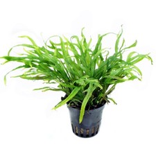 Microsorum pteropus Trident Live Aquarium Plants Java Fern Aquascaping K2AQUA
