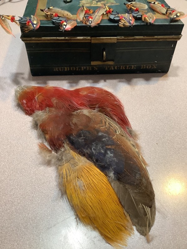 1/2 pelt +, Golden Pheasant pelt, lovely pelt SWEET! FREE Ship to low 48