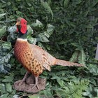 Foto 11 di 13