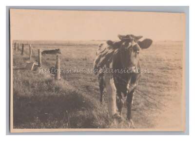 St. Peter Ording Eiderstedt March - Cattle Cow Pasture - Old Photo 1920s