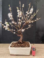 bonsai di  prunus tormentosa h 45 cm visita il negozio