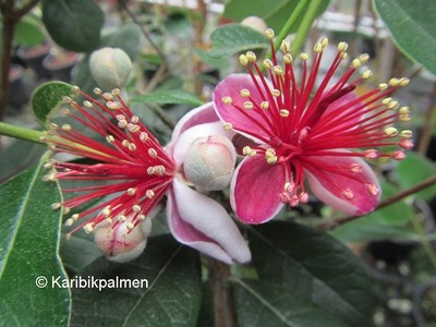 Acca sellowiana - brasil. Ananasguave - Pflanze 30-50cm bis -10°C  Feijoa Frucht