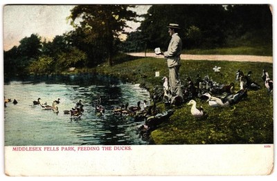 Middlesex Fells Park Man Feeding the Ducks Stoneham MA c1900s UDB Postcard