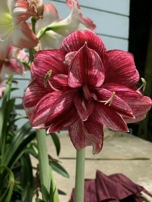 Imported Amaryllis Lily Brown Color Flower Bulbs For Gardening (Pack Of 2 Bulbs)