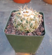 Coryphantha Andrae Cactus Ships In A 4" Pot Beautiful Texture! Blooms Yellow 