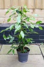 Large Ficus Benjamina ‘Exotica’ Indoor Tree – 70cm Tall House Plant 17cm Pot