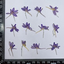 12PCS Real Pressed Dried Flower, purple Flower for art craft supply FHT10